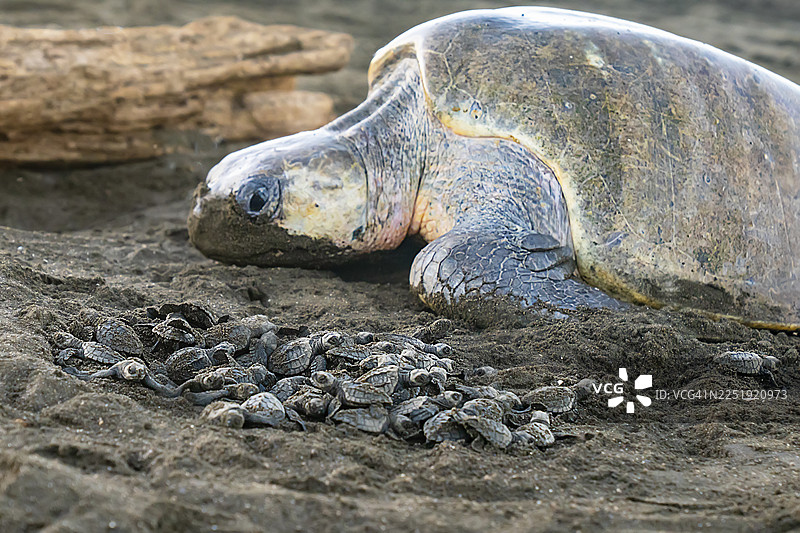 哥斯达黎加奥斯蒂奥纳尔海滩的太平洋丽龟与幼龟图片素材