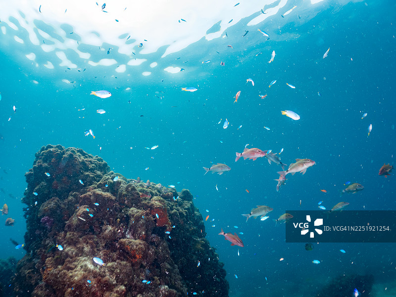 海金狮鱼(Pseudanthias squamipinnis)、天鹅绒海葵鱼(Pomacentrus coelestis)、白鞍羊鱼(Parupeneus ciliatus)、东方蝴蝶鱼(Chaetodon aurites)等鱼群。伊豆半岛南伊豆中木港平野海岸,2025年。图片素材