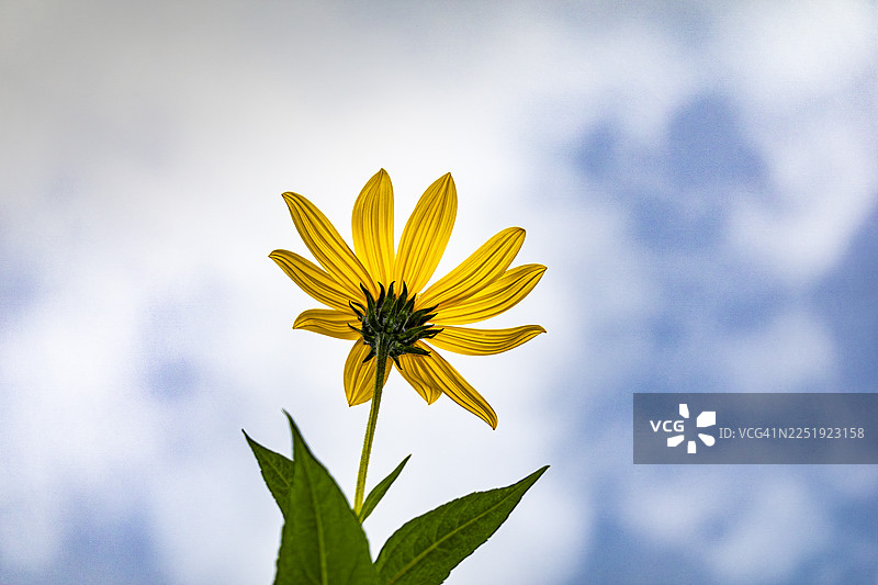 黑眼苏珊花与天空图片素材