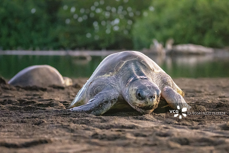 太平洋丽龟在哥斯达黎加奥斯蒂奥纳尔海滩选择筑巢地图片素材