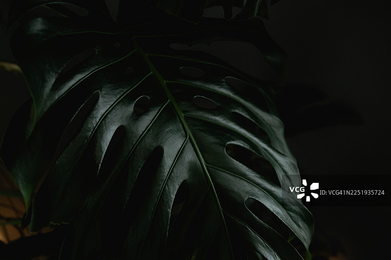 一株深绿色龟背竹叶的特写镜头。图片素材