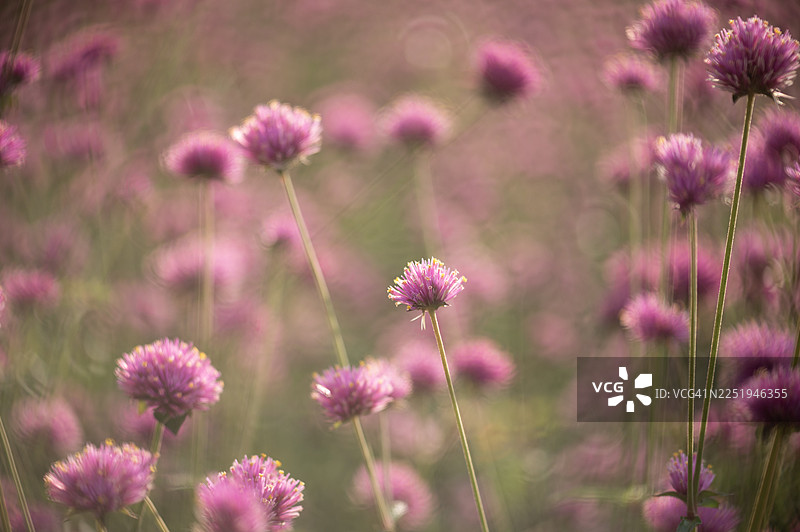 柔和虚化的花朵特写镜头图片素材