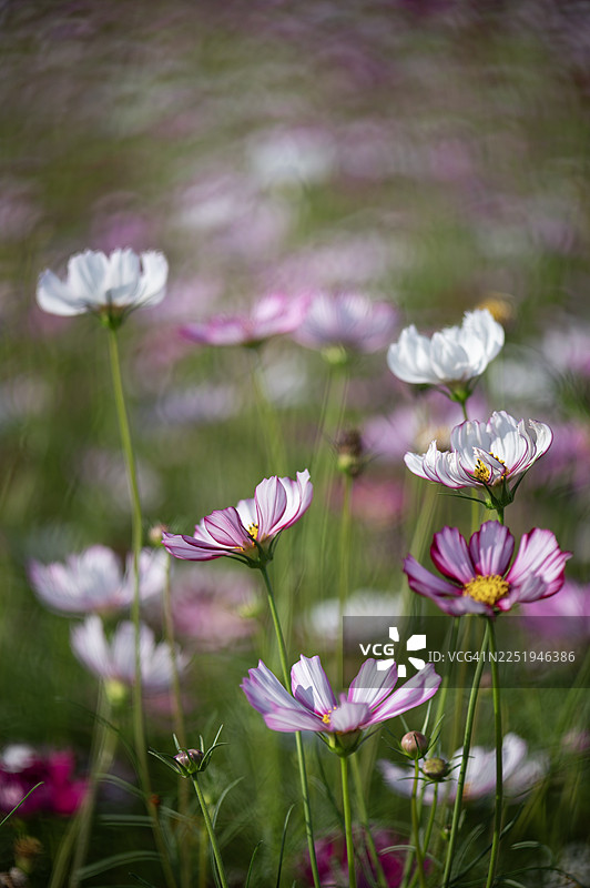 柔和虚焦的花朵特写镜头图片素材