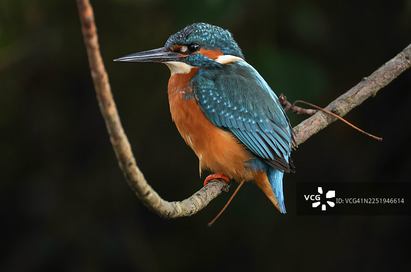 一只美丽的翠鸟（Alcedo atthis）栖息在河面上方的树枝上。它一直在潜入水中捕鱼食用。图片素材