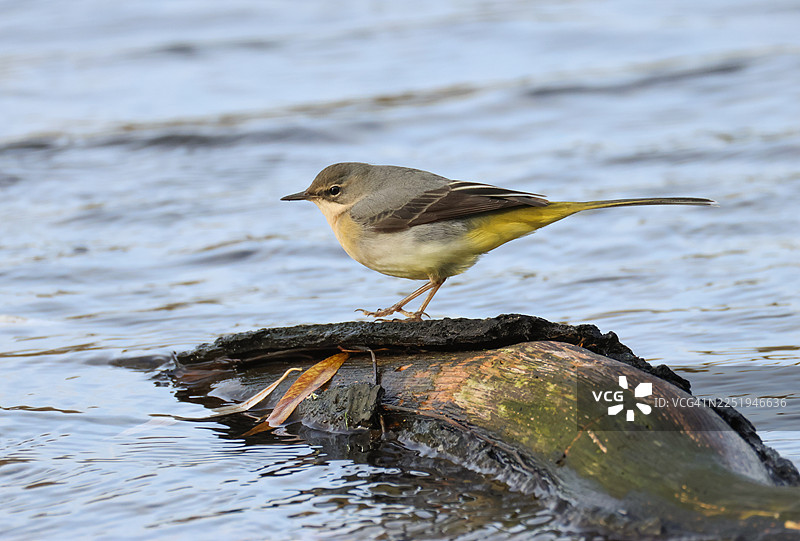一只灰鹡鸰（Motacilla cinerea）栖息在河中的一根木头上，正在捕食。图片素材