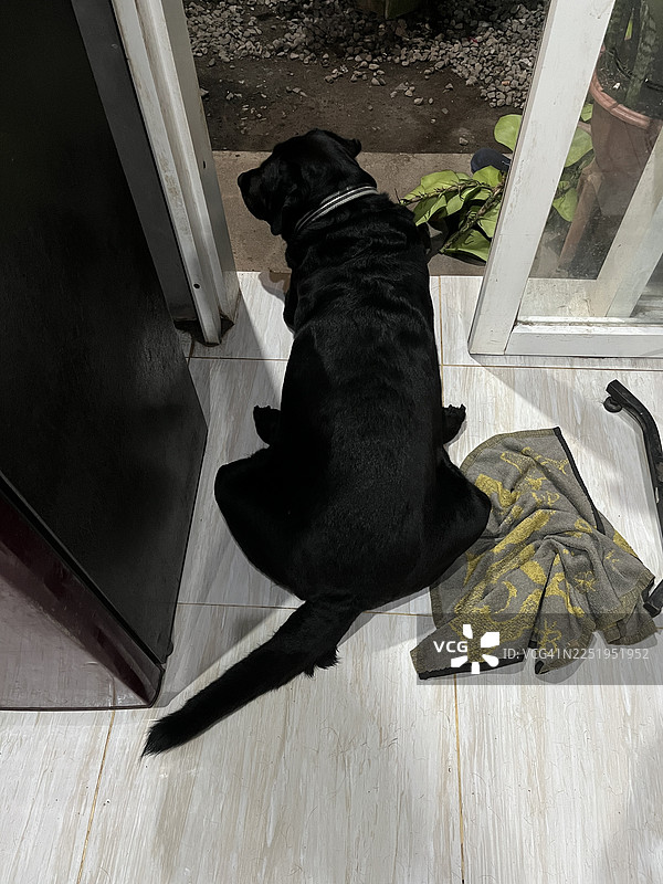 夜色中，一只黑色的拉布拉多犬正透过后院的窗户向外张望图片素材