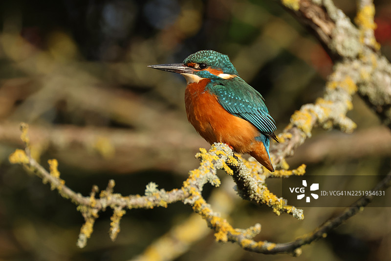 一只美丽的翠鸟（Alcedo atthis）栖息在河上生长的树枝上，它一直在潜入水中捕鱼食用。图片素材