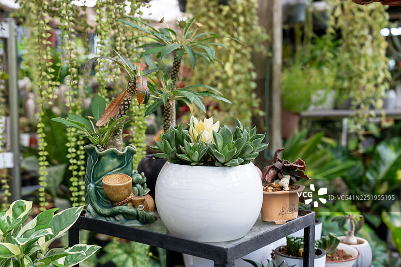 变异的鹰爪草及其他多肉植物图片素材