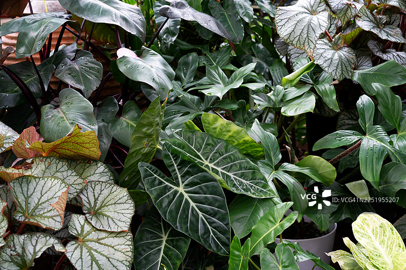 郁郁葱葱的家庭花园图片素材