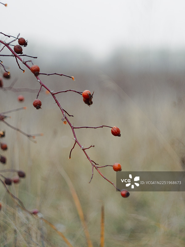 晚秋时节，细红的枝条上野玫瑰的果实特写，干瘪的浆果在柔和模糊的草地背景下，呈现出柔和的自然色调。图片素材