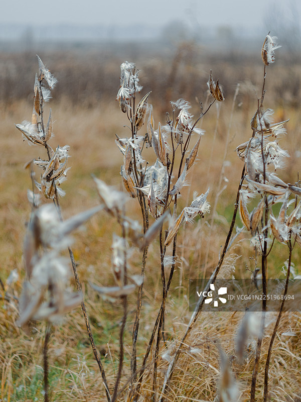 秋末的草地上，干枯的马兰花植物吐出丝滑的种子，背景是柔和的薄雾和枯黄的草地，特写镜头。图片素材