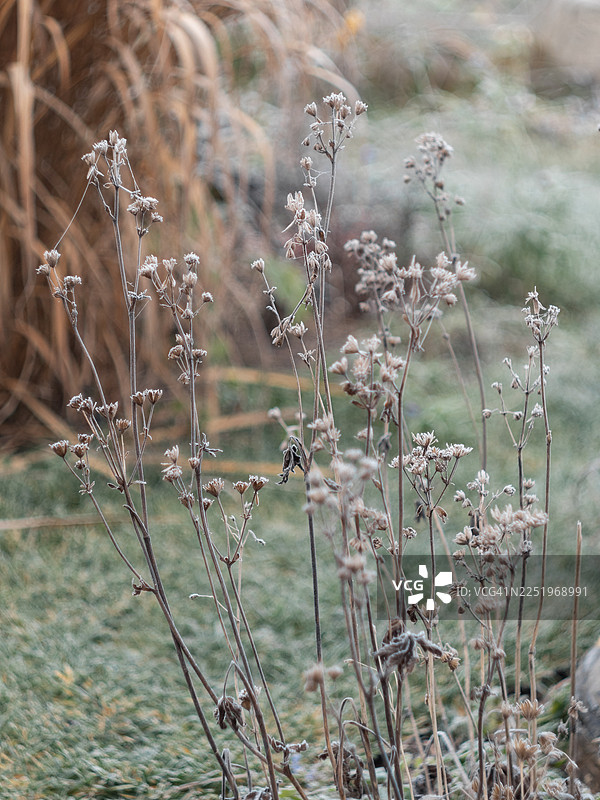 冬季花园里覆盖着霜的干野花茎和种子头。纤细直立的茎秆上覆盖着白霜，背景是柔软模糊的冰冻草和观赏草，展现出休眠植被的精致纹理。图片素材