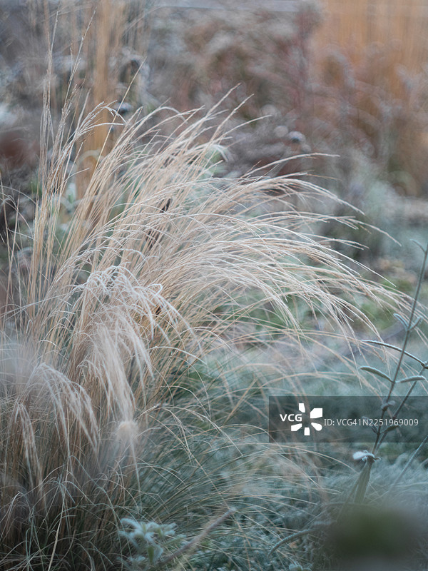 冬季花园中覆盖着霜的针茅观赏草，在寒冷的晨光中，纤细的冰晶草叶轻轻弯曲。图片素材
