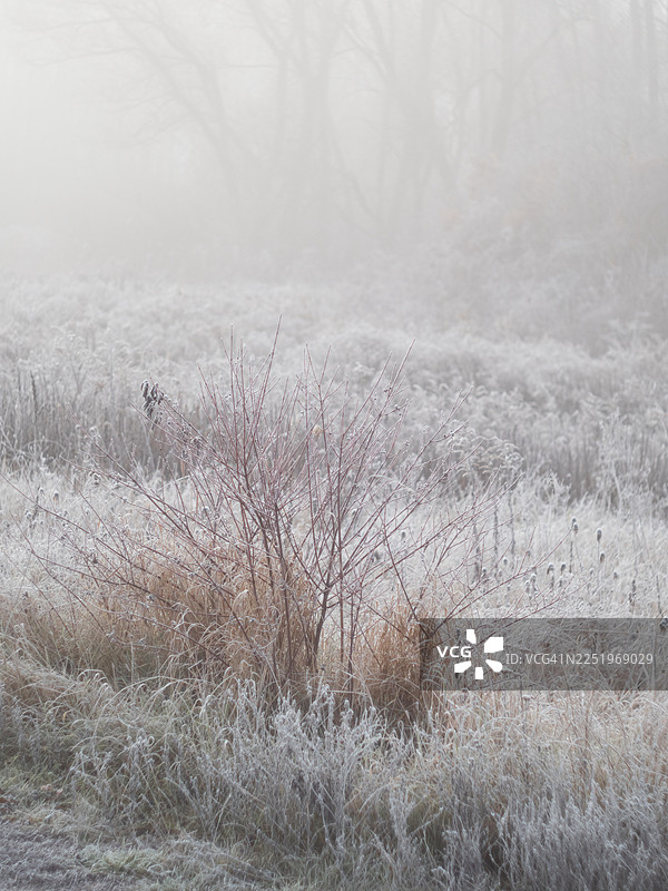 薄雾笼罩的冬季草地上，覆盖着霜的灌木丛，细长的红色枝条被冰冷的草丛环绕。柔和的散射光和背景中模糊的树木营造出一种柔和、富有氛围感的风景。图片素材