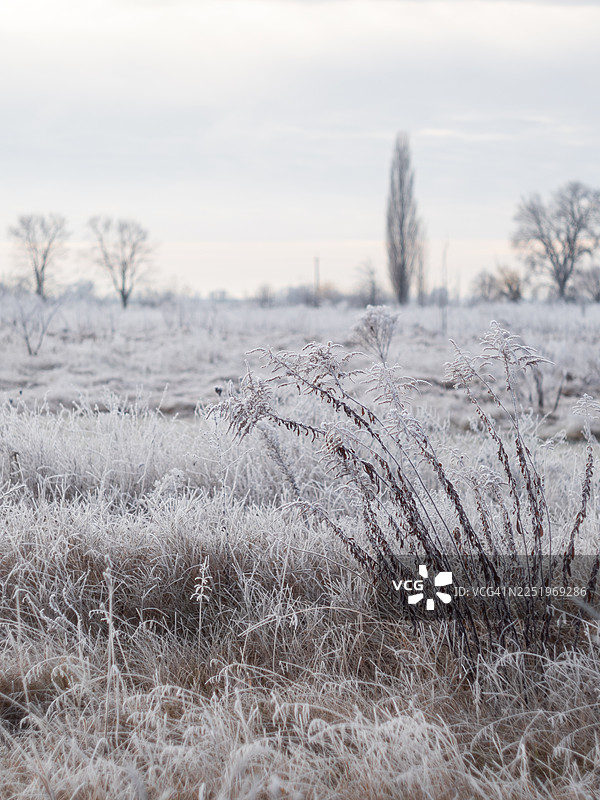霜覆盖的草地植物在冬季田野的冰晶下弯曲。柔和的晨光、苍白的草和远处无叶的树木营造出宁静的寒冷季节景观，整个画面遍布着精致的白色纹理。图片素材