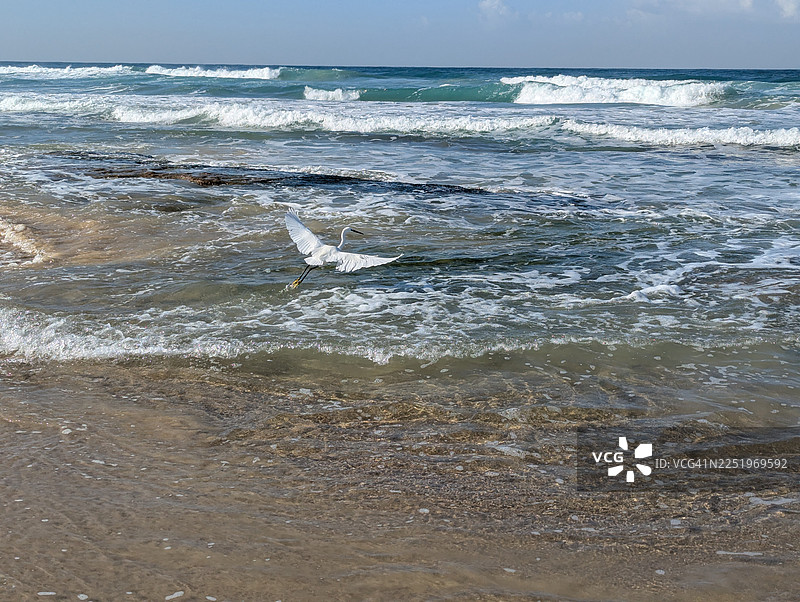 地中海野生动物，一只小白鹭在早晨飞翔捕鱼图片素材