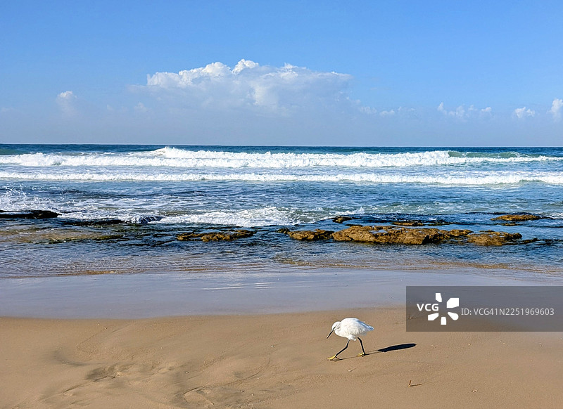 一只小白鹭在阳光明媚的冬日早晨，在地中海的沙滩上行走图片素材