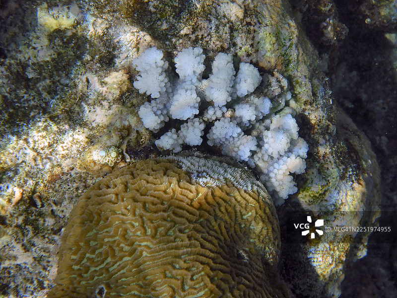 白色鹿角珊瑚和迷宫珊瑚（Platygyra Daedalea），马尔代夫埃里亚杜岛图片素材