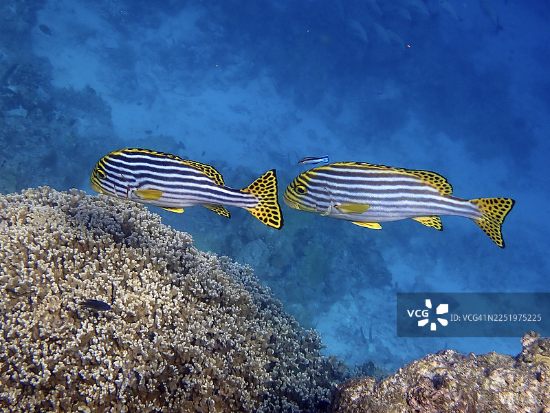 两条东方甜唇鱼（Plectorhinchus orientalis），马尔代夫埃里亚杜或埃里亚杜岛图片素材