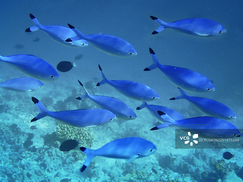 马尔代夫埃里亚杜岛的月亮笛鲷鱼群图片素材