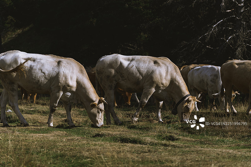 在韦科尔斯高山牧场吃草的奶牛图片素材