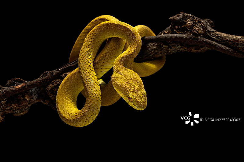 黄唇矛头蝮图片素材