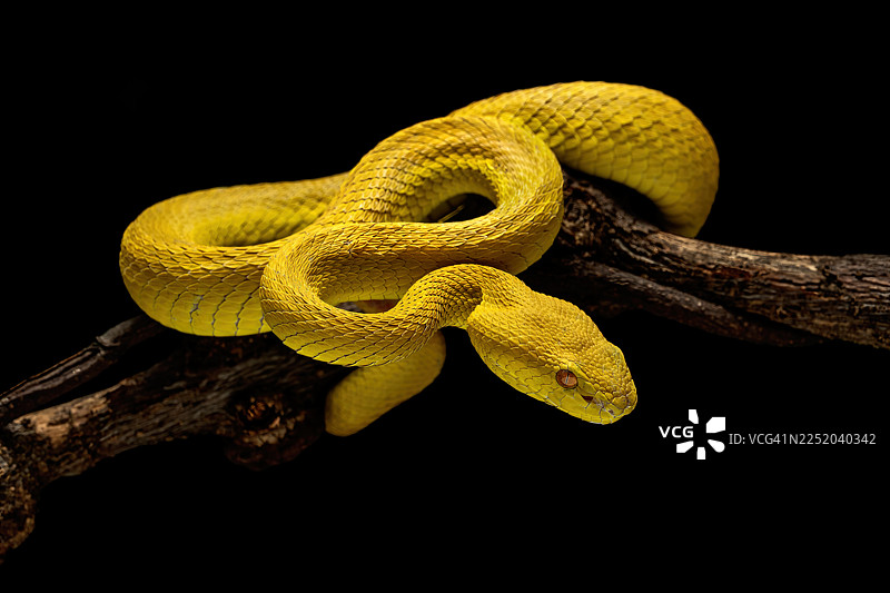 黄白唇蝮蛇图片素材