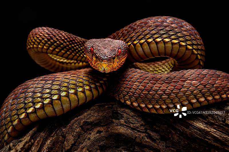 红树林龟壳花图片素材