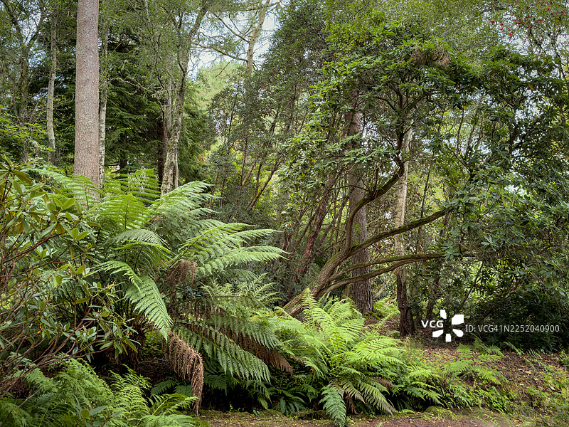植物园中茂密的蕨类和树木图片素材