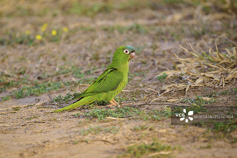 一只绿鹦鹉在草地上，属于蓝头鹦鹉或尖尾鹦鹉（Psittacara acuticaudatus），位于巴西马托格罗索州潘塔纳尔的联合国教科文组织生物圈保护区和世界遗产地。图片素材
