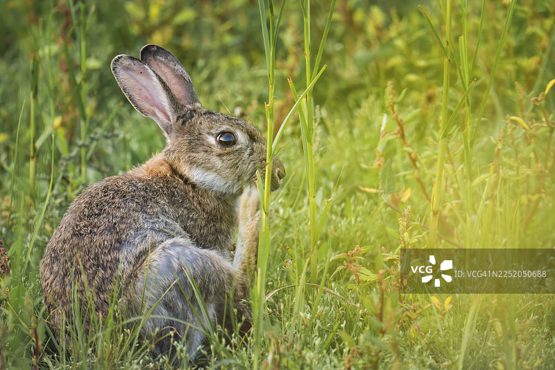 一只成年野兔（Oryctolagus cuniculus）坐落在高高的海岸草丛中，正在抓挠自己，侧面视角，耳朵竖起，具有自然的伪装，前景为黄绿色，如同柔和的色彩面纱，营造出宁静的自然氛围，地点位于德国下萨克森州希利希。图片素材