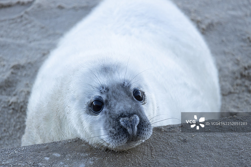 灰色海豹（Halichoerus grypus）幼崽在英格兰、英国海滩的冬季海防墙上休息头部图片素材
