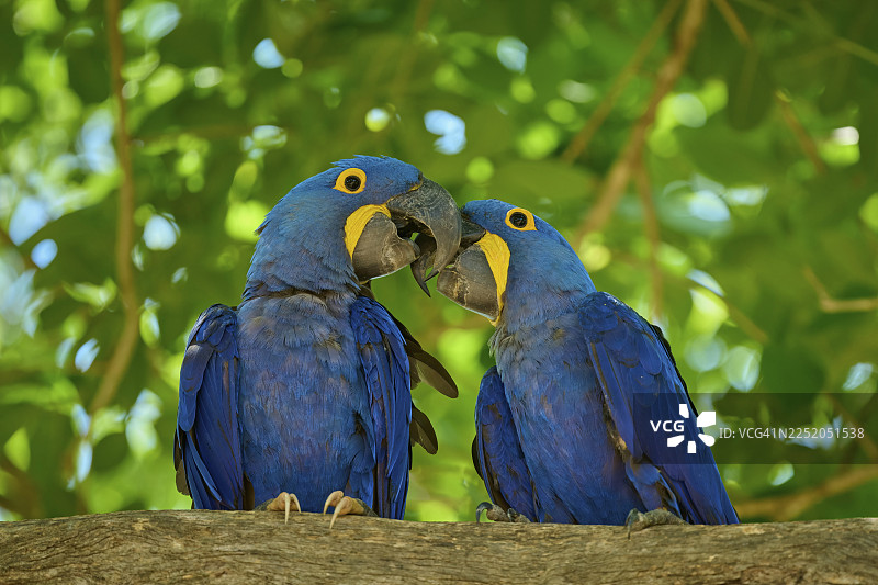 两只蓝色鹦鹉紧密地栖息在树上，周围绿意盎然，分别是紫蓝金刚鹦鹉（Anodorhynchus hyacinthinus）、潘塔纳尔湿地、联合国教科文组织生物圈保护区、世界遗产地、马托格罗索、巴西。图片素材