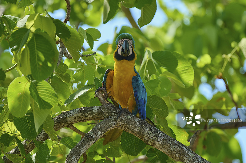 一只蓝黄色的金刚鹦鹉栖息在枝头，周围环绕着郁郁葱葱的绿叶，阳光明媚。金刚鹦鹉 (Ara ararauna)，潘塔纳尔，联合国教科文组织生物圈保护区，世界遗产地，马托格罗索，巴西图片素材