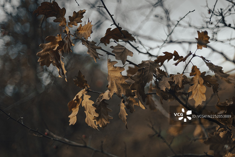 特尔尼茨，下奥地利，奥地利，树枝上干枯的橡树叶特写图片素材