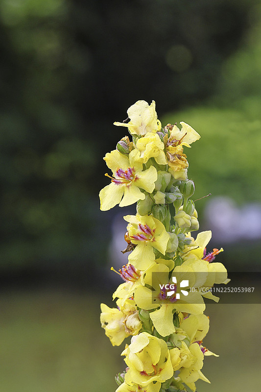 深色毛蕊花（Verbascum nigrum），花朵，花序，在自然花园中，特写，德国北莱茵-威斯特法伦州威尔恩斯多夫图片素材