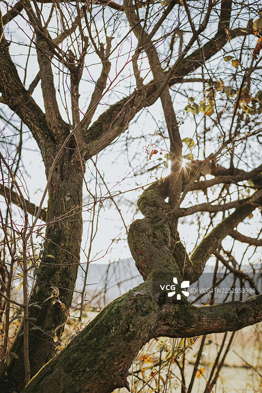 阳光穿透稀疏树叶下的纠缠树枝，奥地利下奥地利州特尔尼茨图片素材