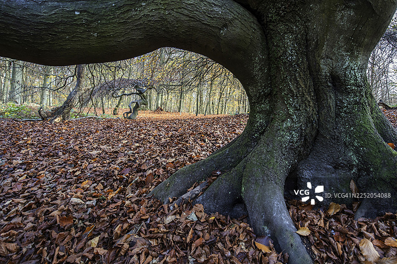 苏特尔布赫（欧洲山毛榉），残疾山毛榉，女巫森林，森佩尔森林公园，靠近利茨，吕根，梅克伦堡-前波美拉尼亚，德国图片素材