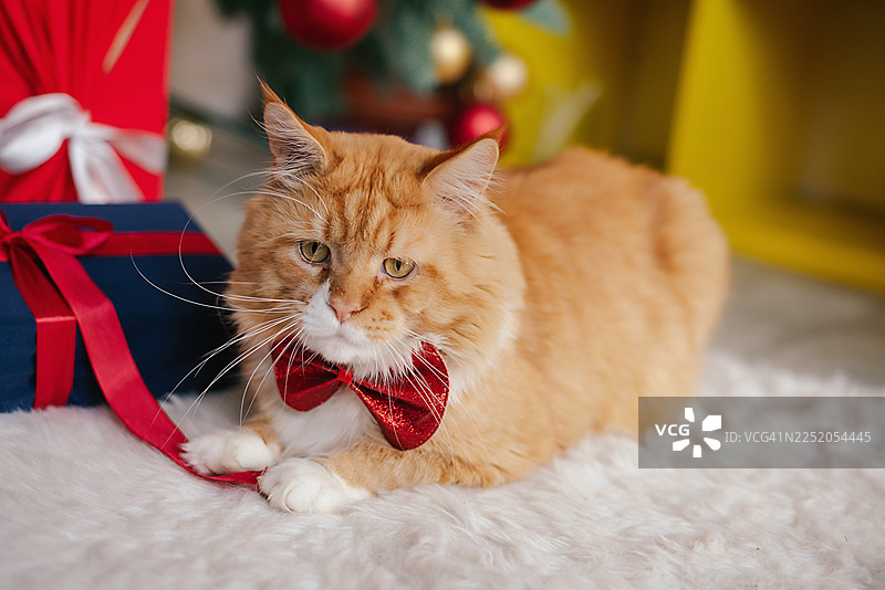 圣诞姜黄色猫咪。圣诞快乐，新年快乐。红猫与礼物。图片素材