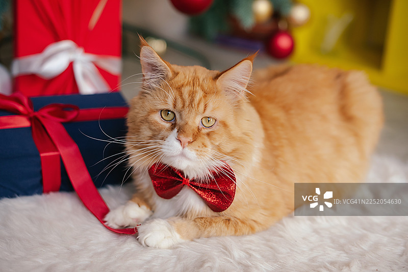 一只穿着圣诞服装的姜黄色猫咪在礼物旁边图片素材
