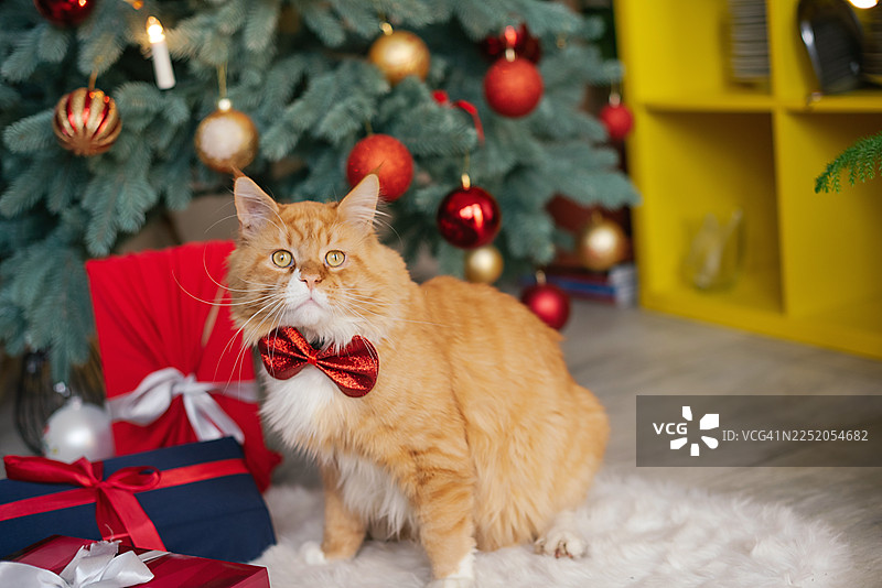 一只姜黄色的猫咪正舒适地躺在柔软的地毯上，旁边是包装好的礼物，营造出温馨的节日氛围。图片素材