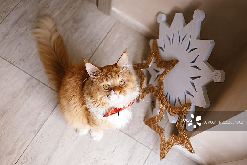 圣诞姜黄色猫咪。圣诞快乐，新年快乐。红猫与礼物。图片素材