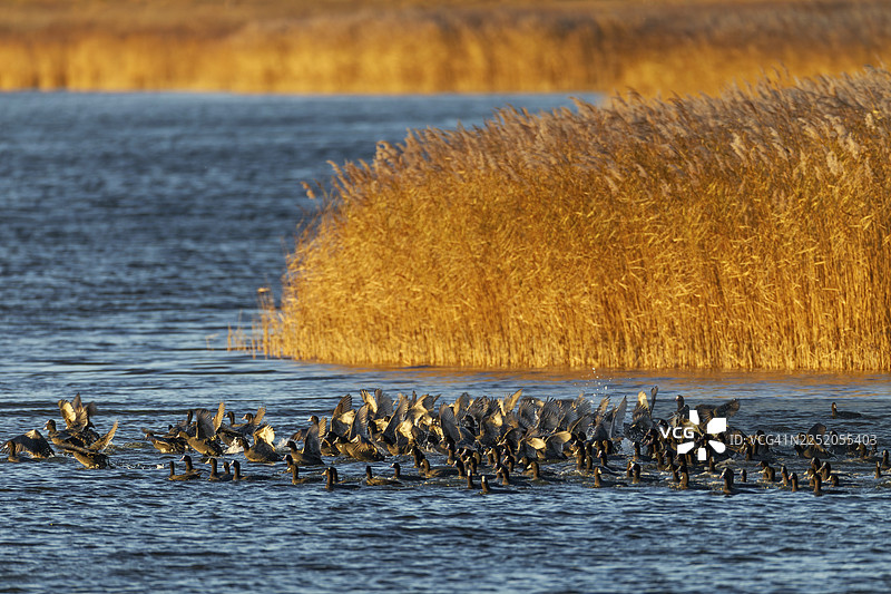 黑水鸡（Fulica atra）惊慌逃离白尾海雕，恐慌，恐惧，一群鸟，德国图片素材