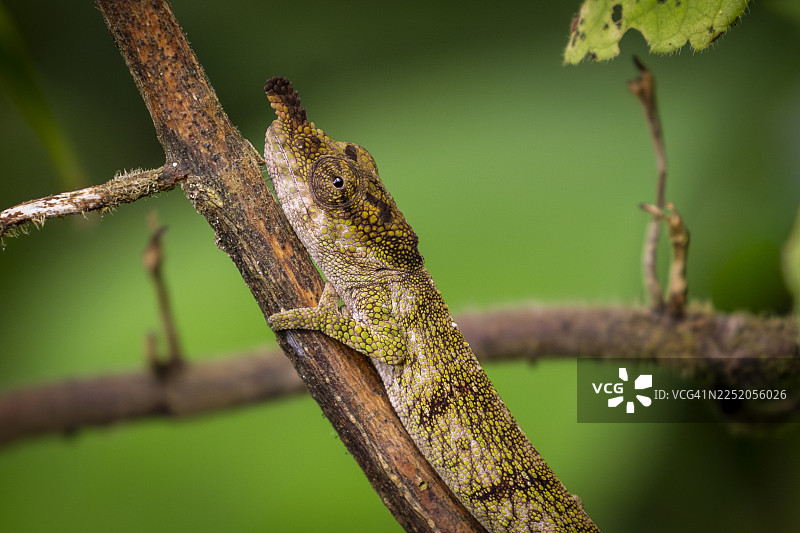 马达加斯加大鼻变色龙（Calumma nasutum）图片素材