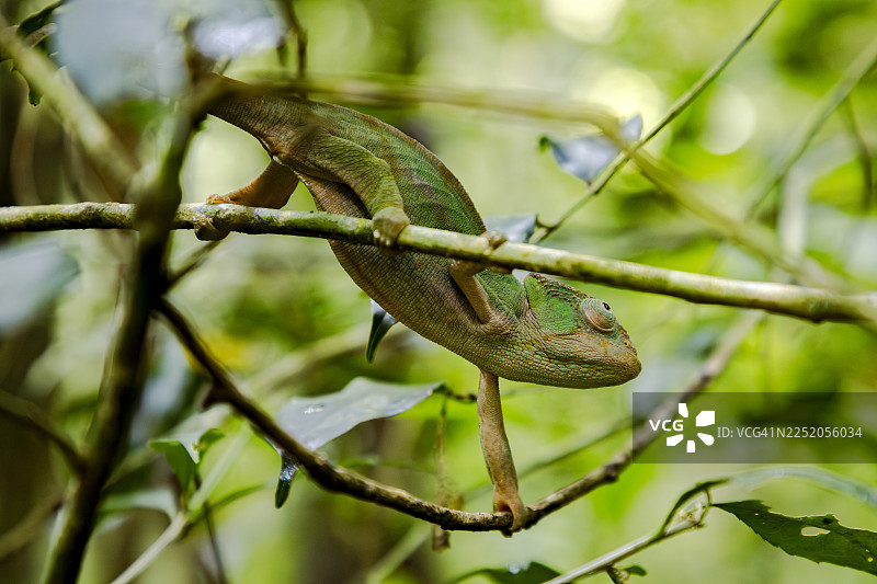 马达加斯加变色龙图片素材