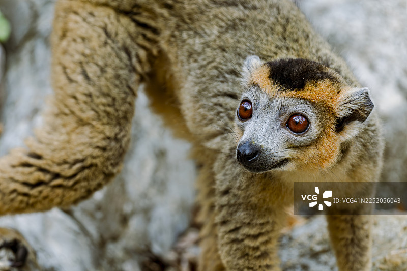 雄性皇冠狐猴（Eulemur coronatus），马达加斯加北部图片素材