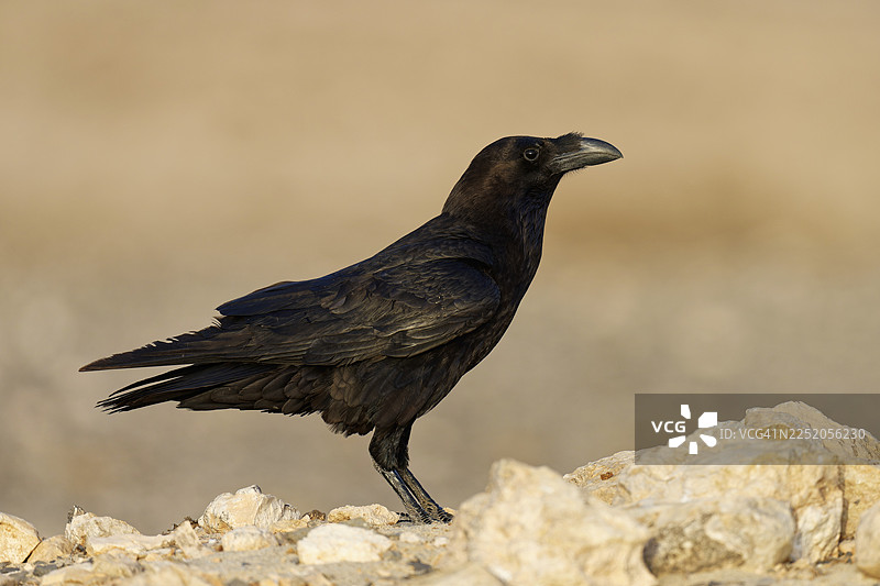 渡鸦（Corvus corax），半荒漠，富埃特文图拉岛，西班牙图片素材