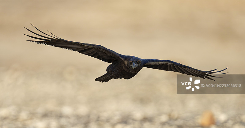 渡鸦（Corvus corax），飞行，半荒漠，富埃特文图拉，西班牙图片素材