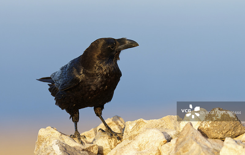 渡鸦（Corvus corax），半荒漠，富埃特文图拉，西班牙图片素材