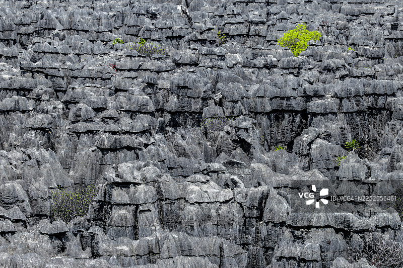 马达加斯加北部安卡拉纳石林自然保护区的灰色石灰岩尖峰图片素材